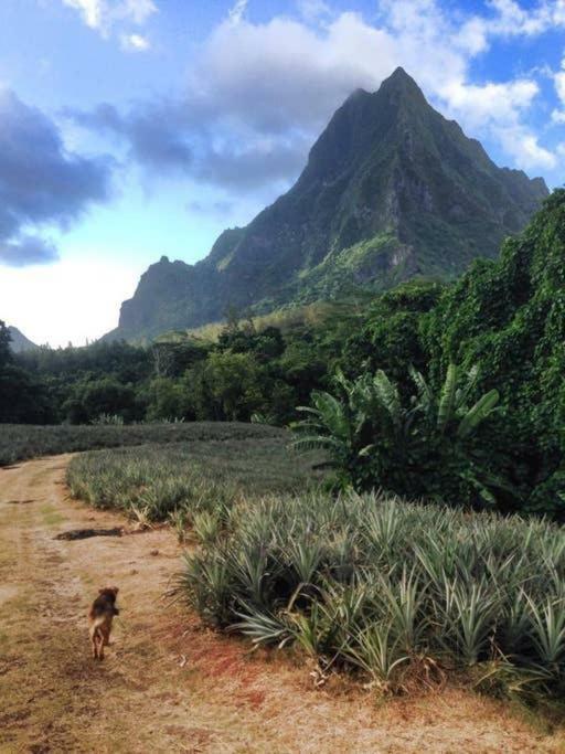Fare Haurevaiti Moorea Паопао Экстерьер фото